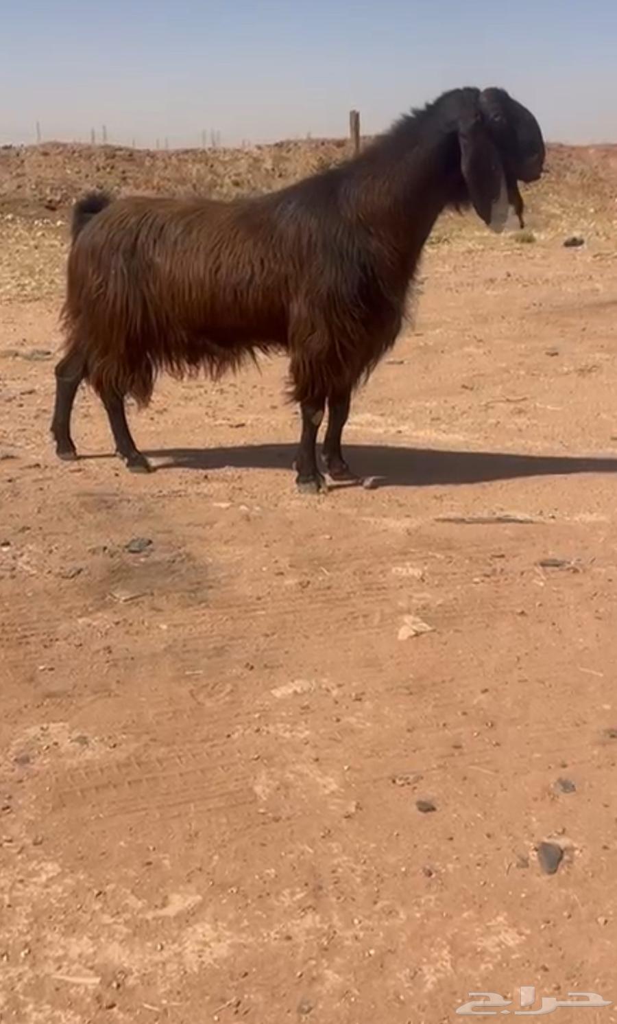 تيس قبرصصي خصم64423730175618110