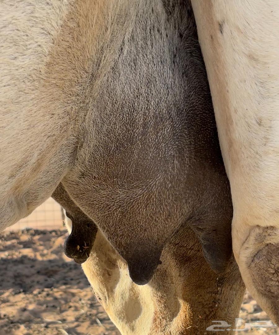 لقحه موطي واصله64425556339329114