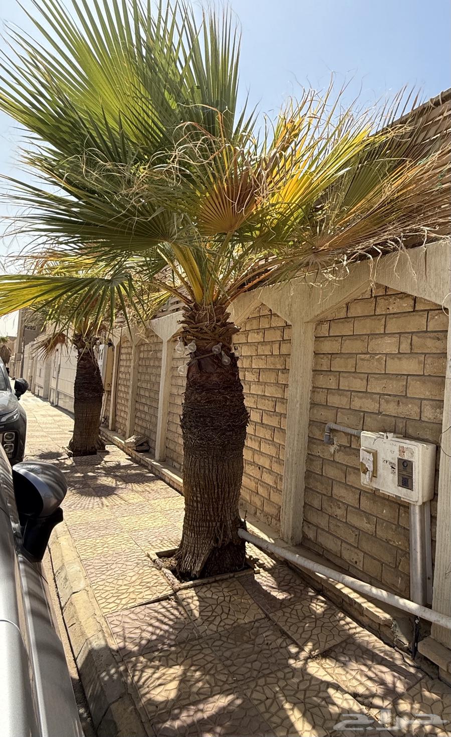 Washingtonian palm trees, Washingtonia Palm, two for sale64422205312130110
