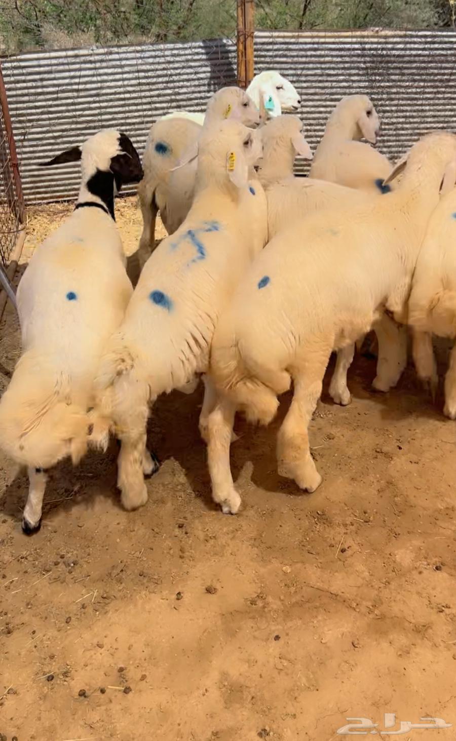 بهم تربية هرفي للبيع64424199163650113