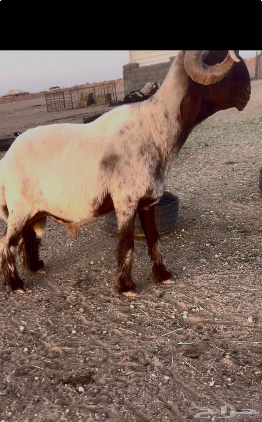 فحل النعيمي شروط قريع64421445441410110