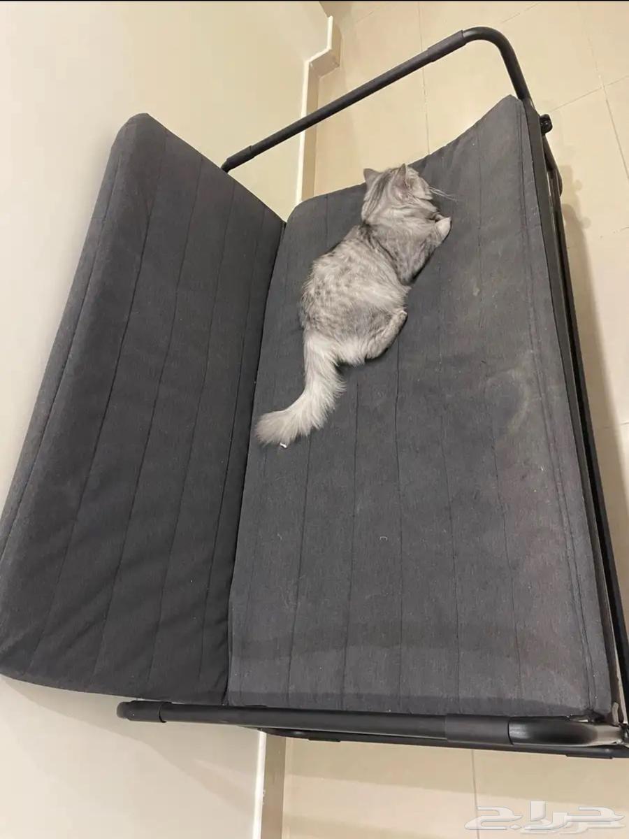 كنبة قابلة للطي64423292394753111