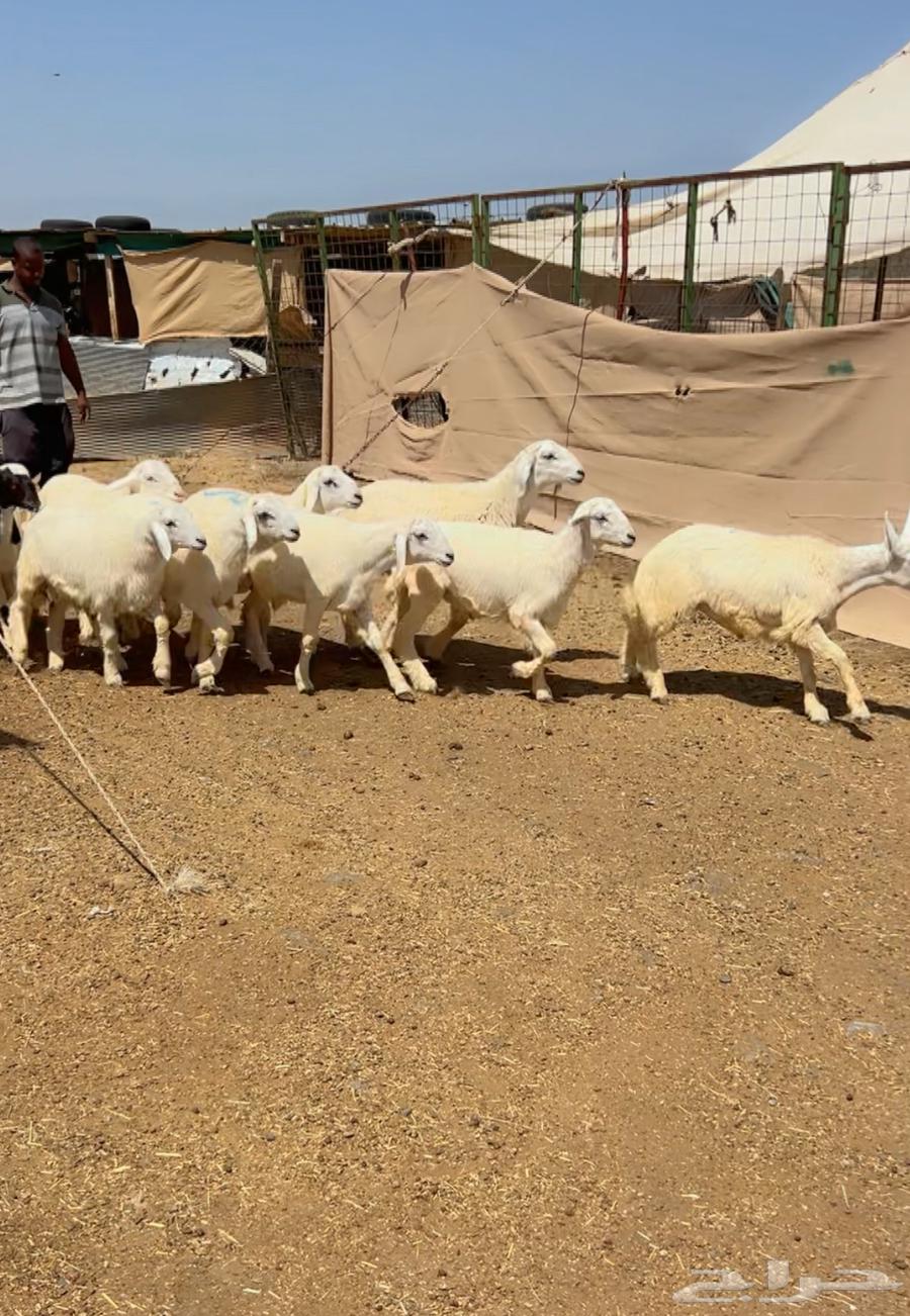 بهم تربية هرفي للبيع64424199163650110