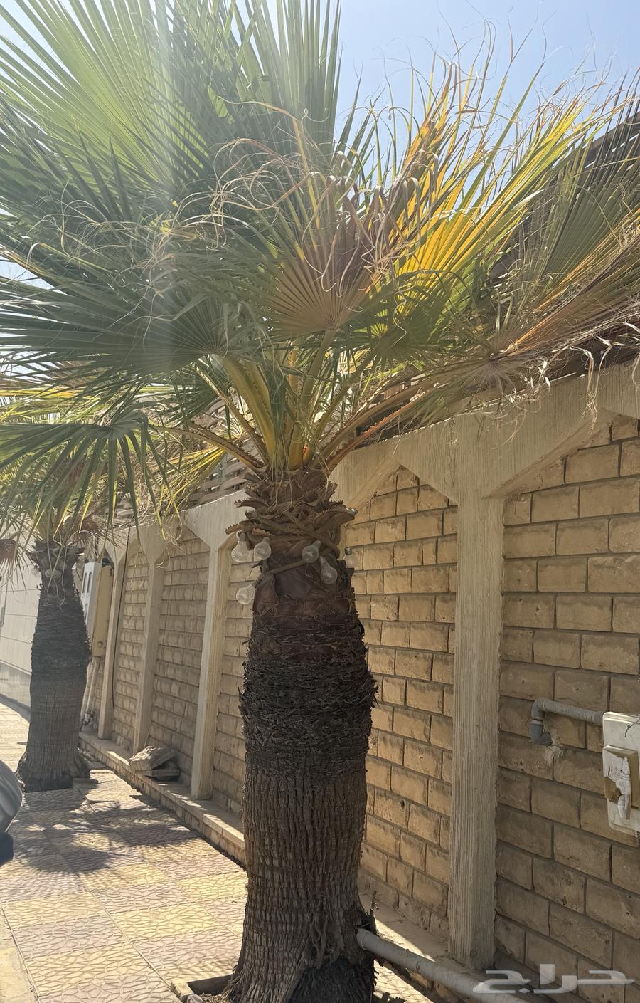 Washingtonian palm trees, Washingtonia Palm, two for sale64422205312130113