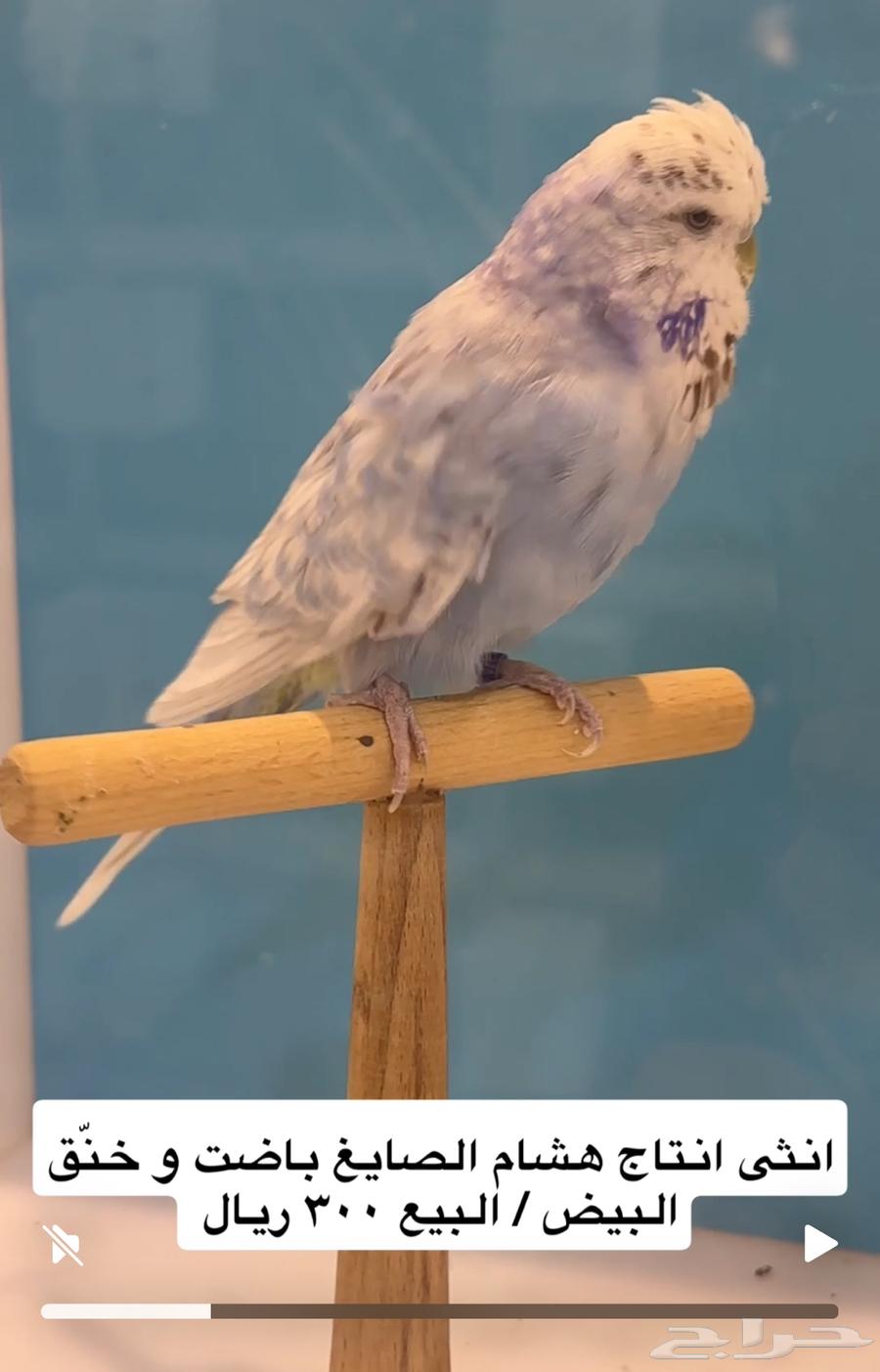 طيور بادجي مستوى عالي64420905132419114