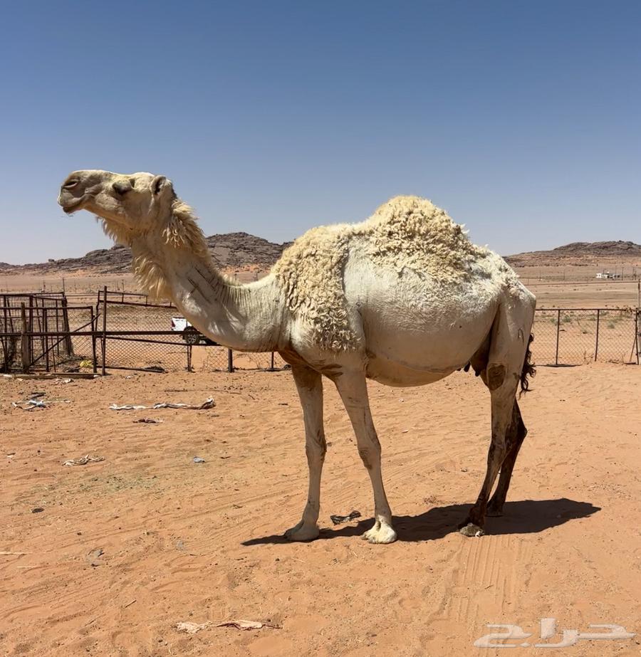 لقحه موطي واصله64425556339329110