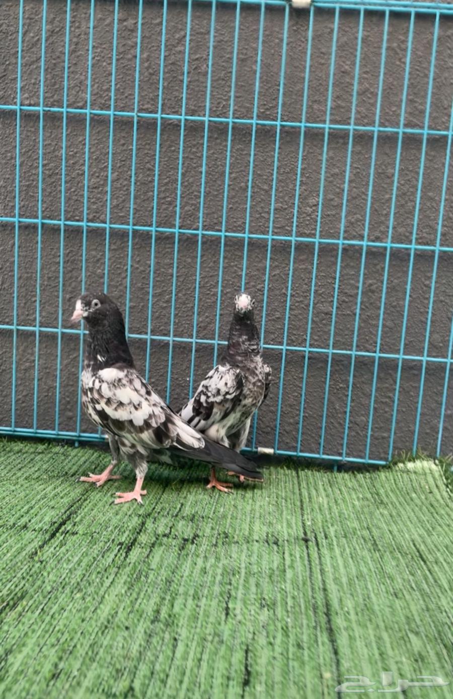 حمام باكستاني64423891141377111