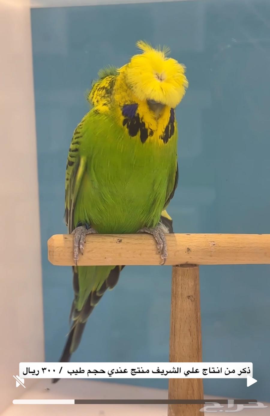 طيور بادجي مستوى عالي64420905132419113