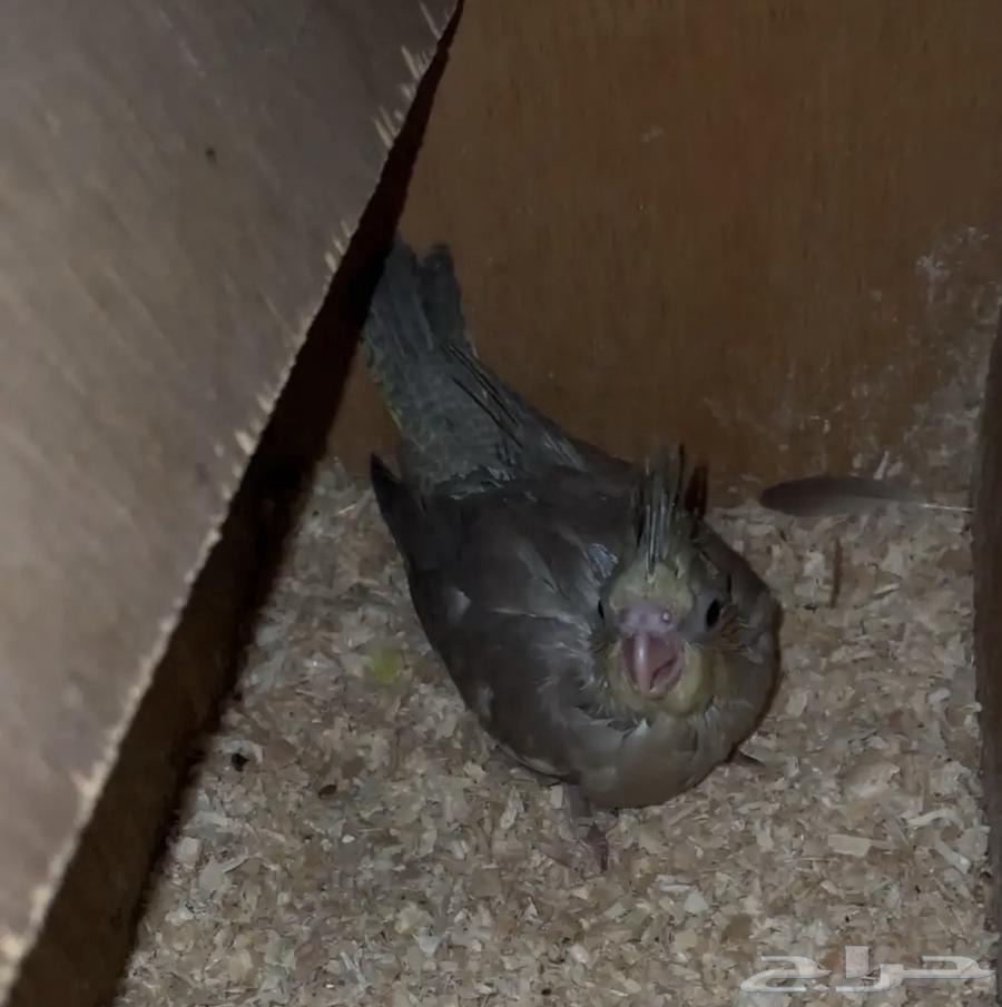 انثى كروان منتجه64420229492866112