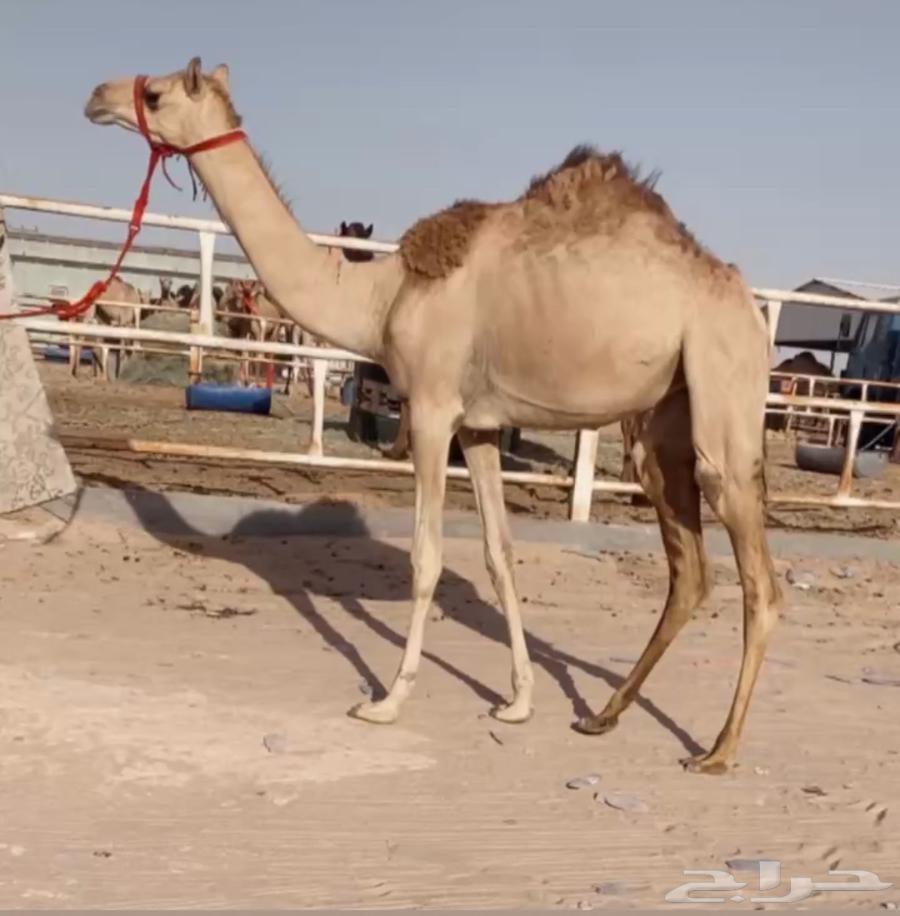 A beautiful heifer in shape and lineage64425165675906110