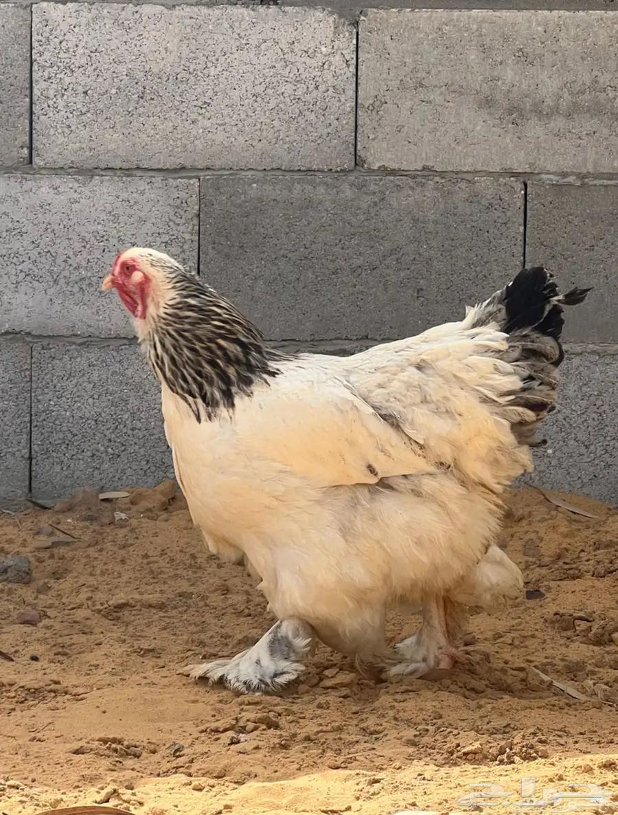 دجاجتين براهما كولمبي64423435526914111