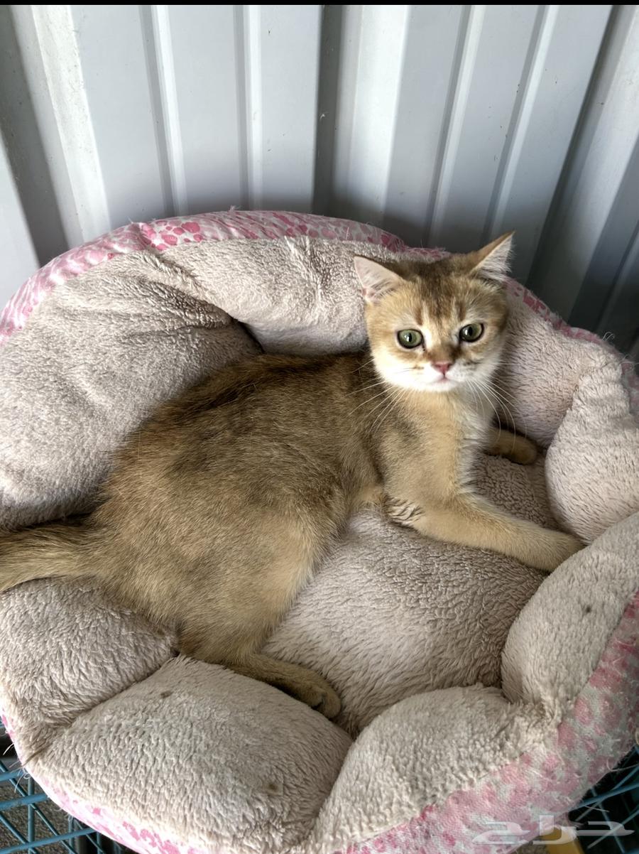 ذكر سكوتش قولد للبيع الرياض بسعر 400 ريال64425597017731110