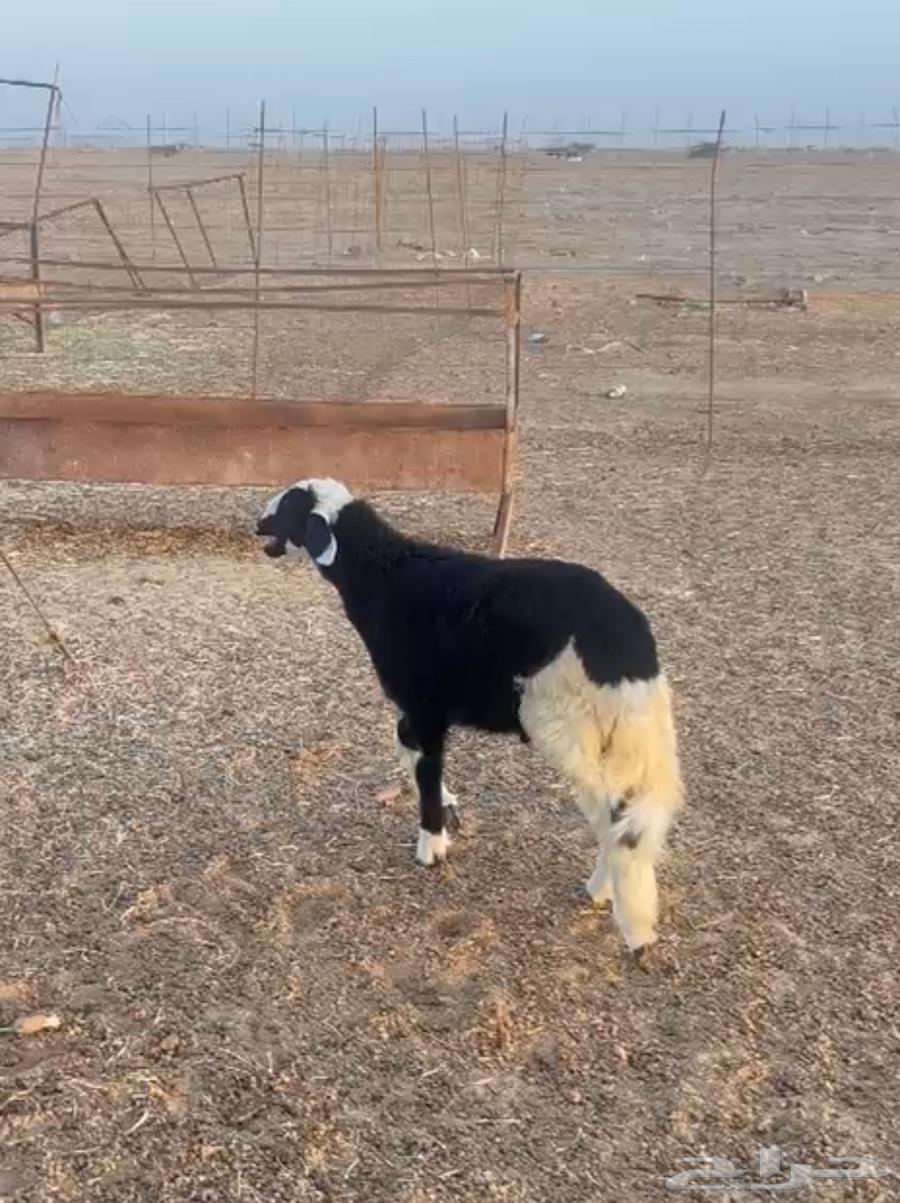 Taly Haree (Sold)64420095176706111