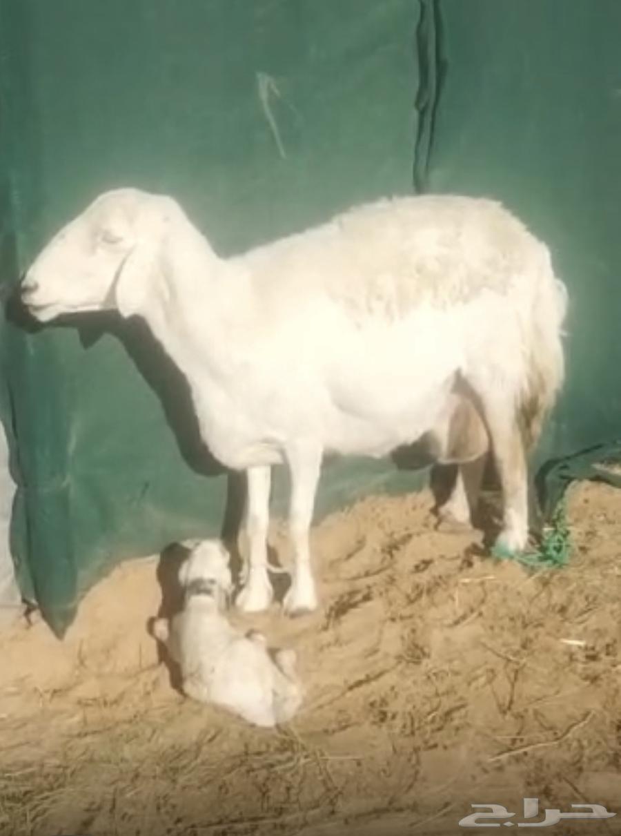 Shah Huriya64421296777218110