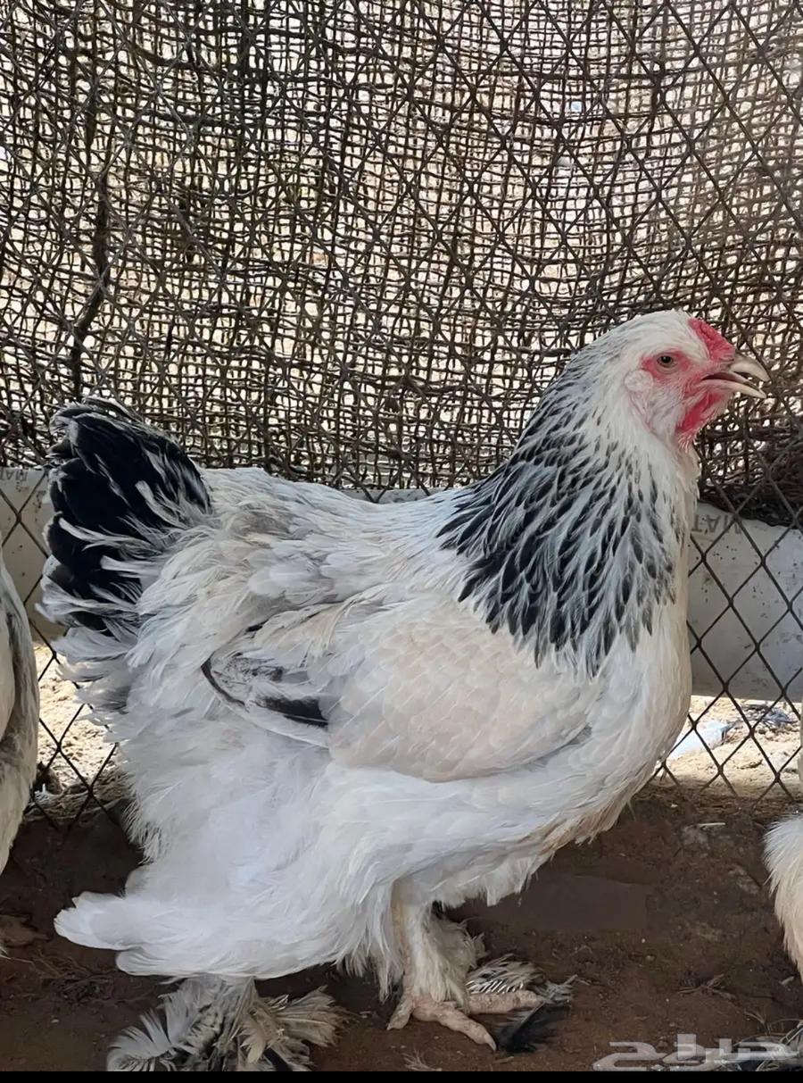 دجاجتين براهما كولمبي64423435526914110