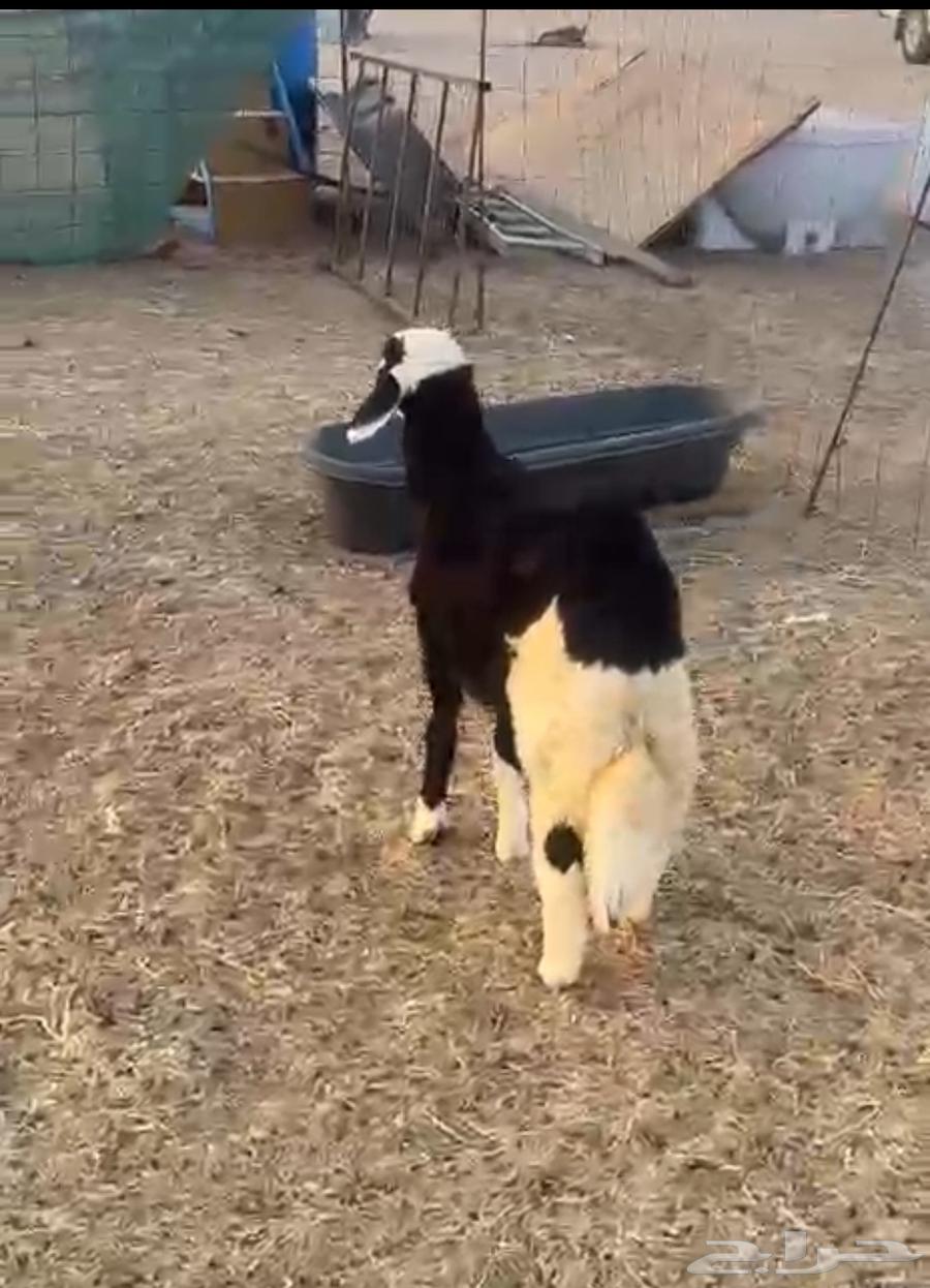 Taly Haree (Sold)64420095176706110