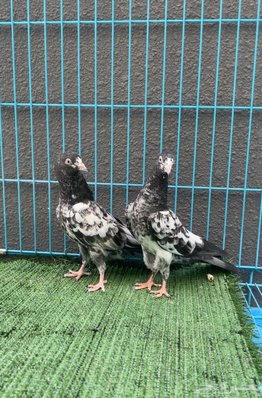 حمام باكستاني64423891141377110