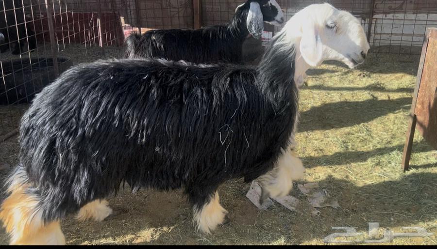 For sale: Najdi date palm, young, strong and premium quality with ghee in Al-Hail64420972637058110