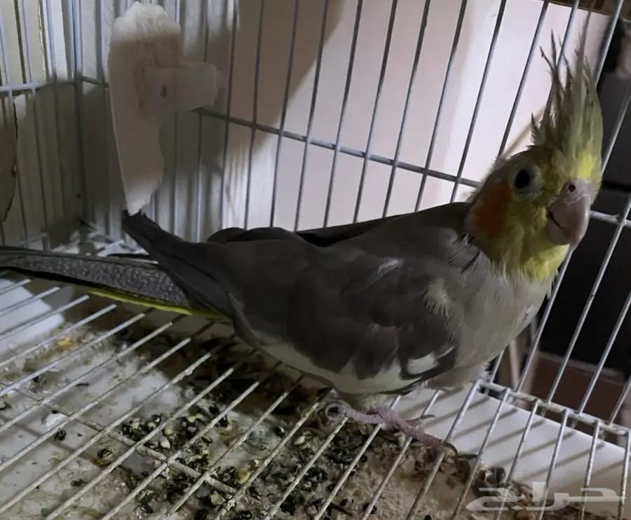 انثى كروان منتجه64420229492866111