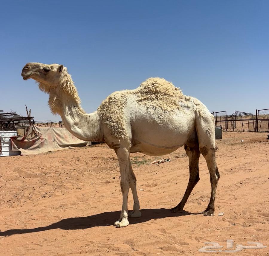 لقحه موطي واصله64425556339329113