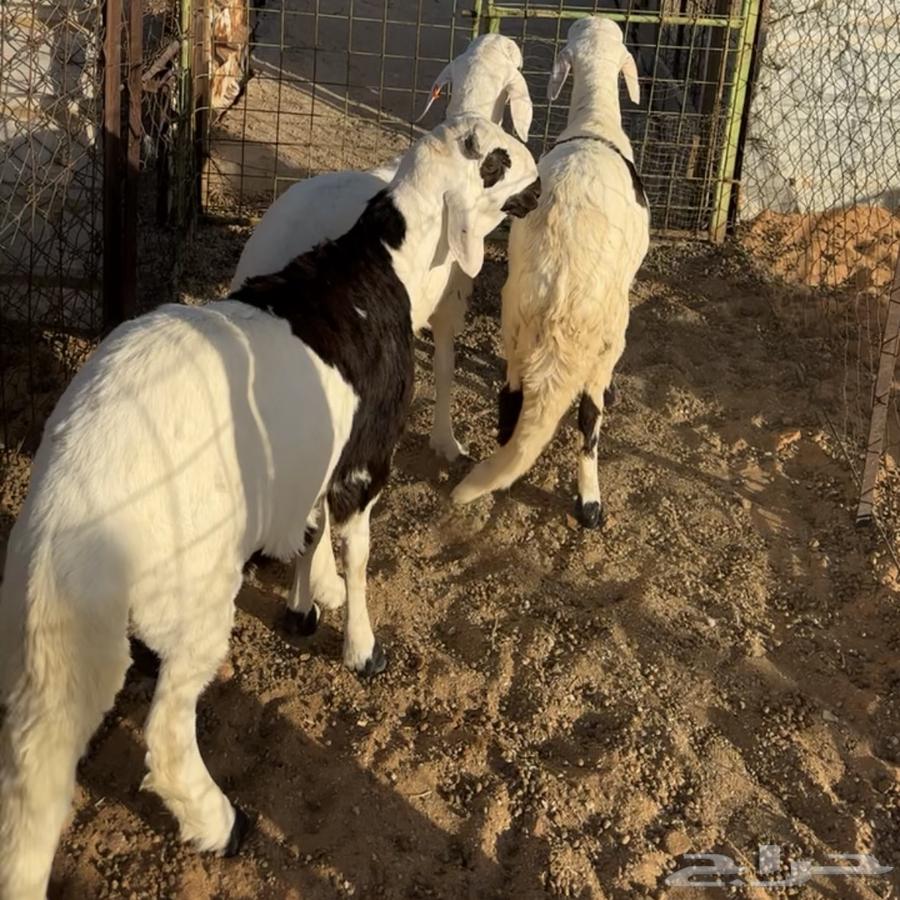 خرفان سواكن جذعان ( تم البيع )64420634511874110