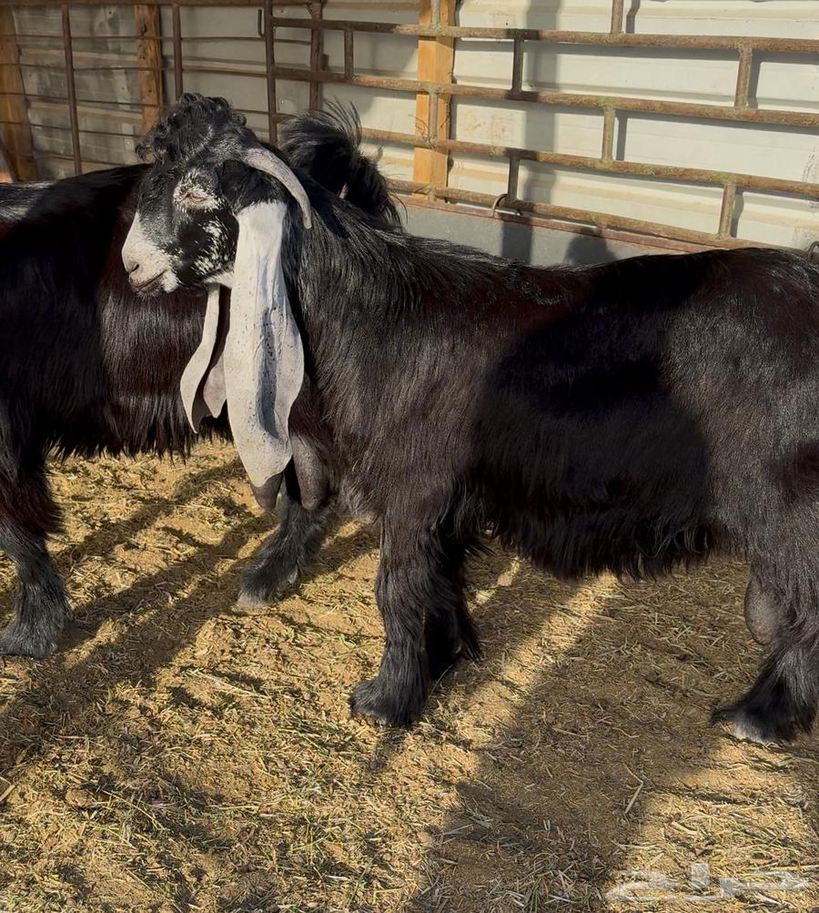 تيوس عوارض صنف64424638371842111