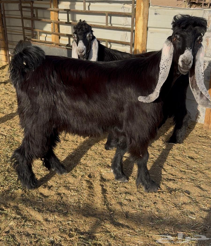 تيوس عوارض صنف64424638371842113