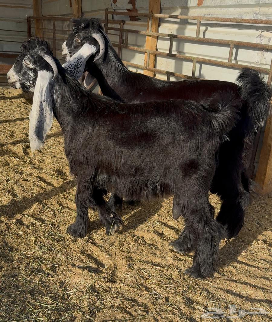 تيوس عوارض صنف64424638371842112