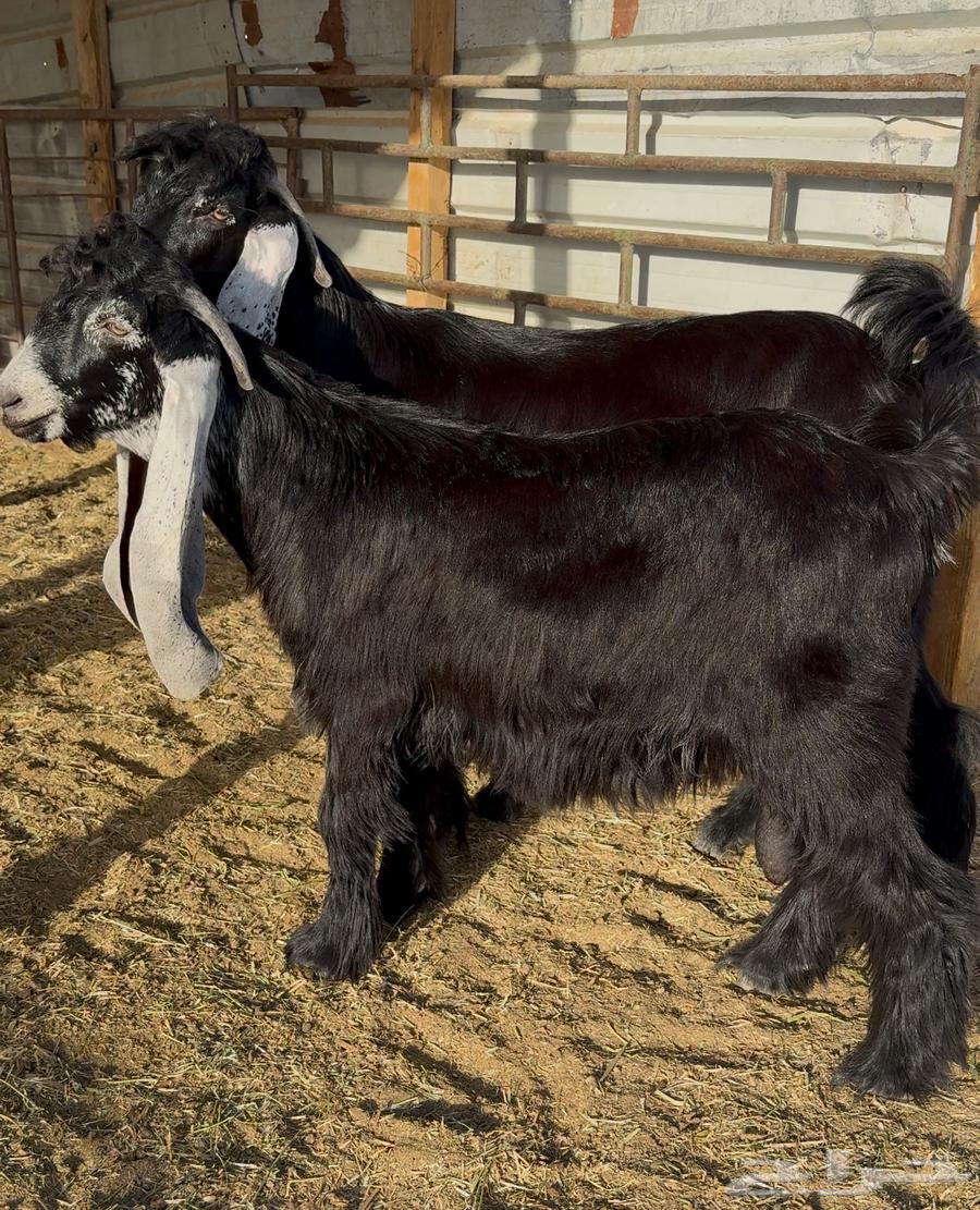 تيوس عوارض صنف64424638371842110