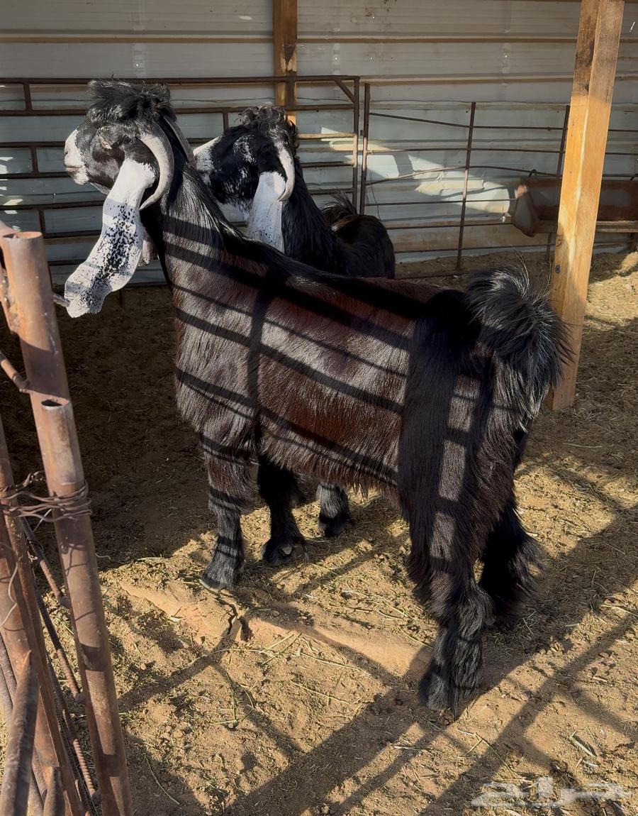 تيوس عوارض صنف64424638371842114