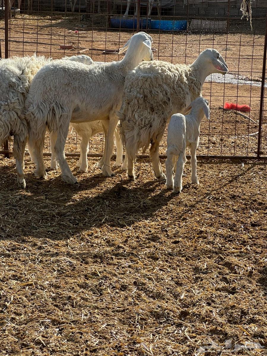 للبيع حريات ثنوات مواليد64421513227905111