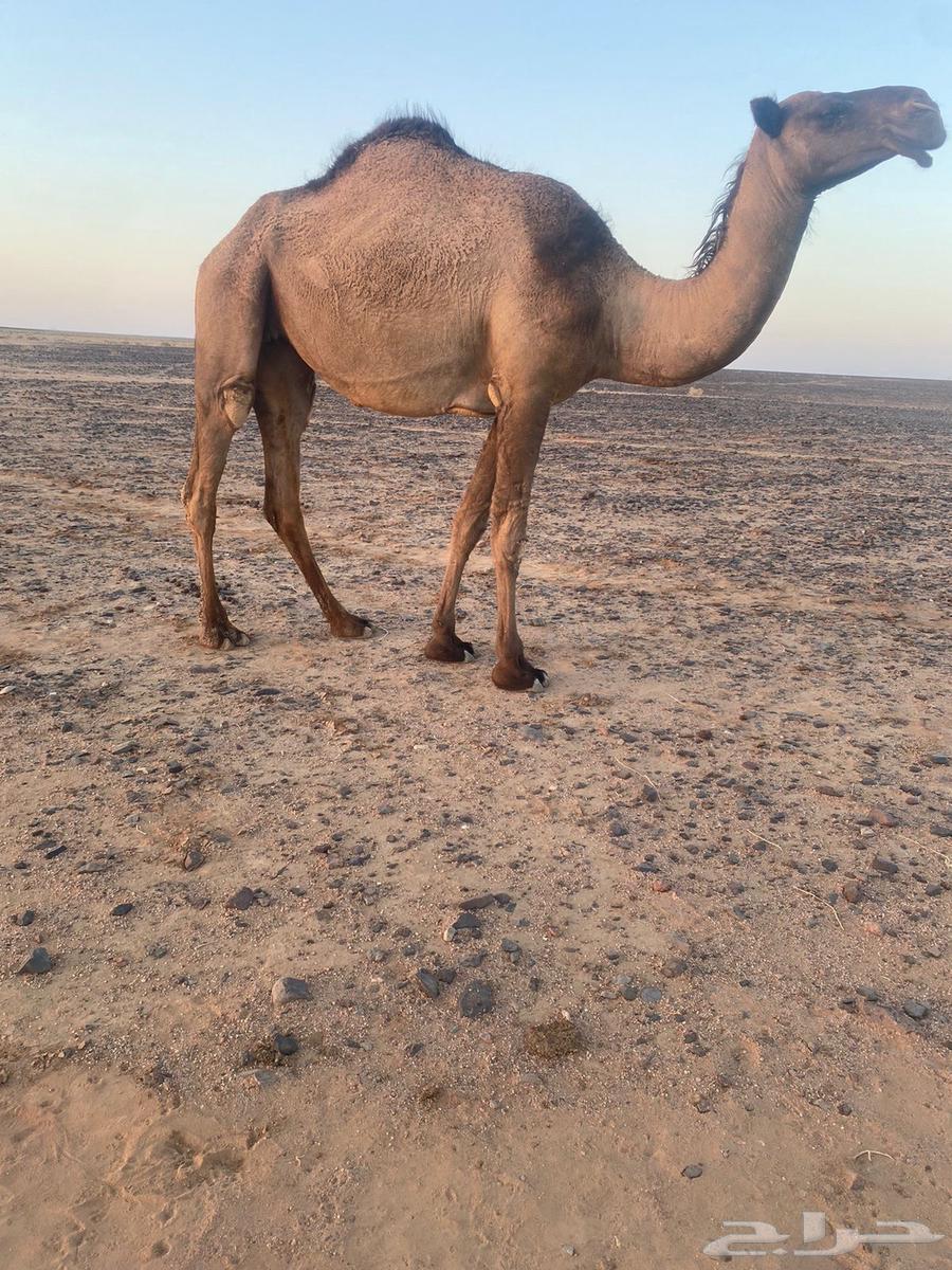 بكره للبيع64423038071682111