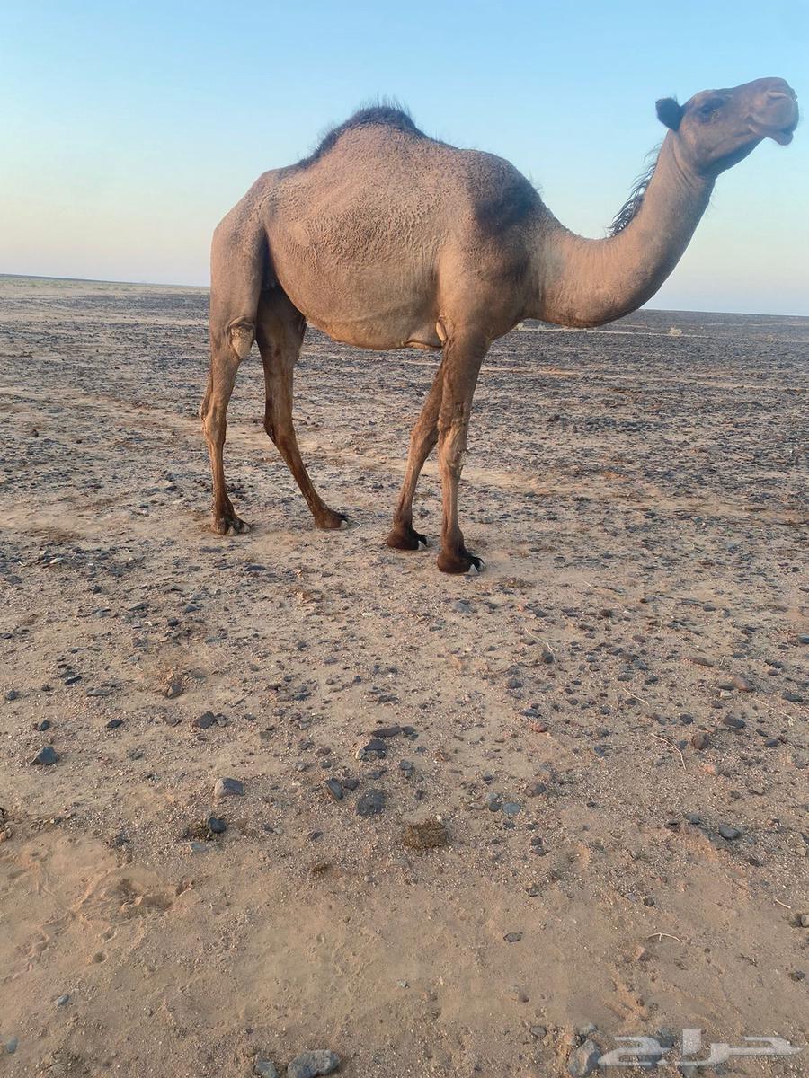 بكره للبيع64423038071682113