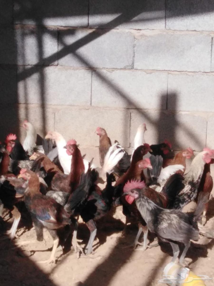 50 ديك للبيع64421608237315110