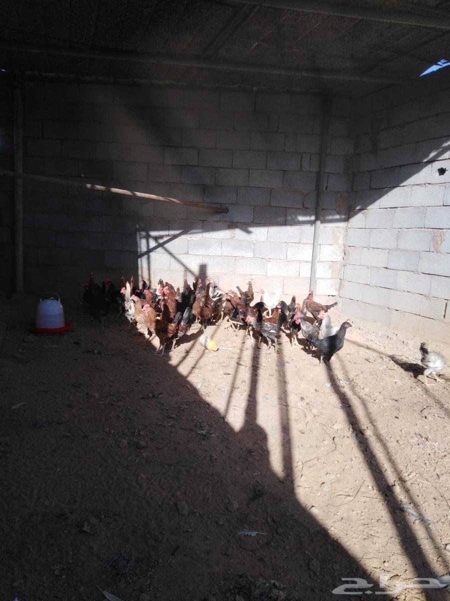 50 ديك للبيع64421608237315111