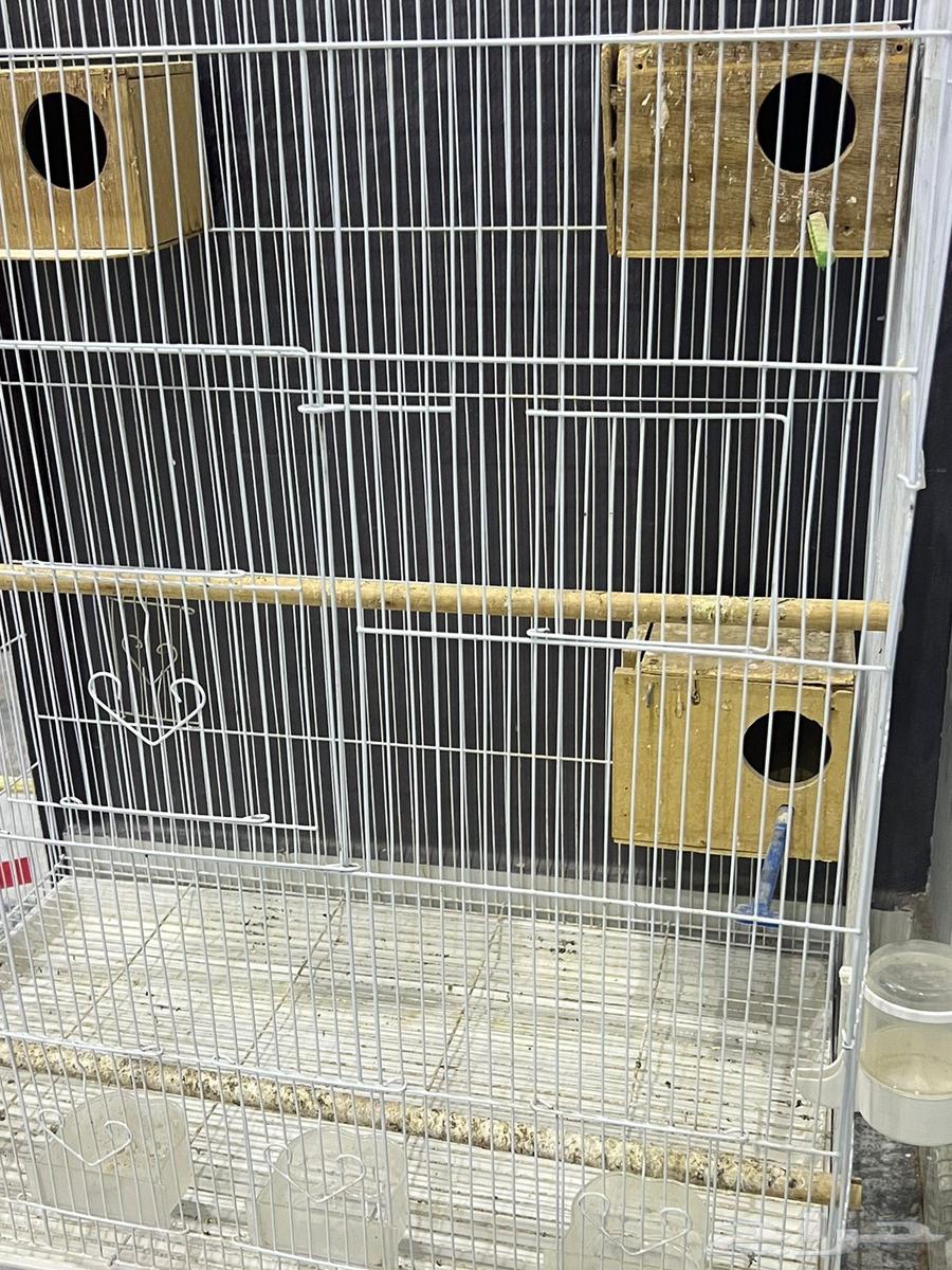 قفص طيور64420702136577110