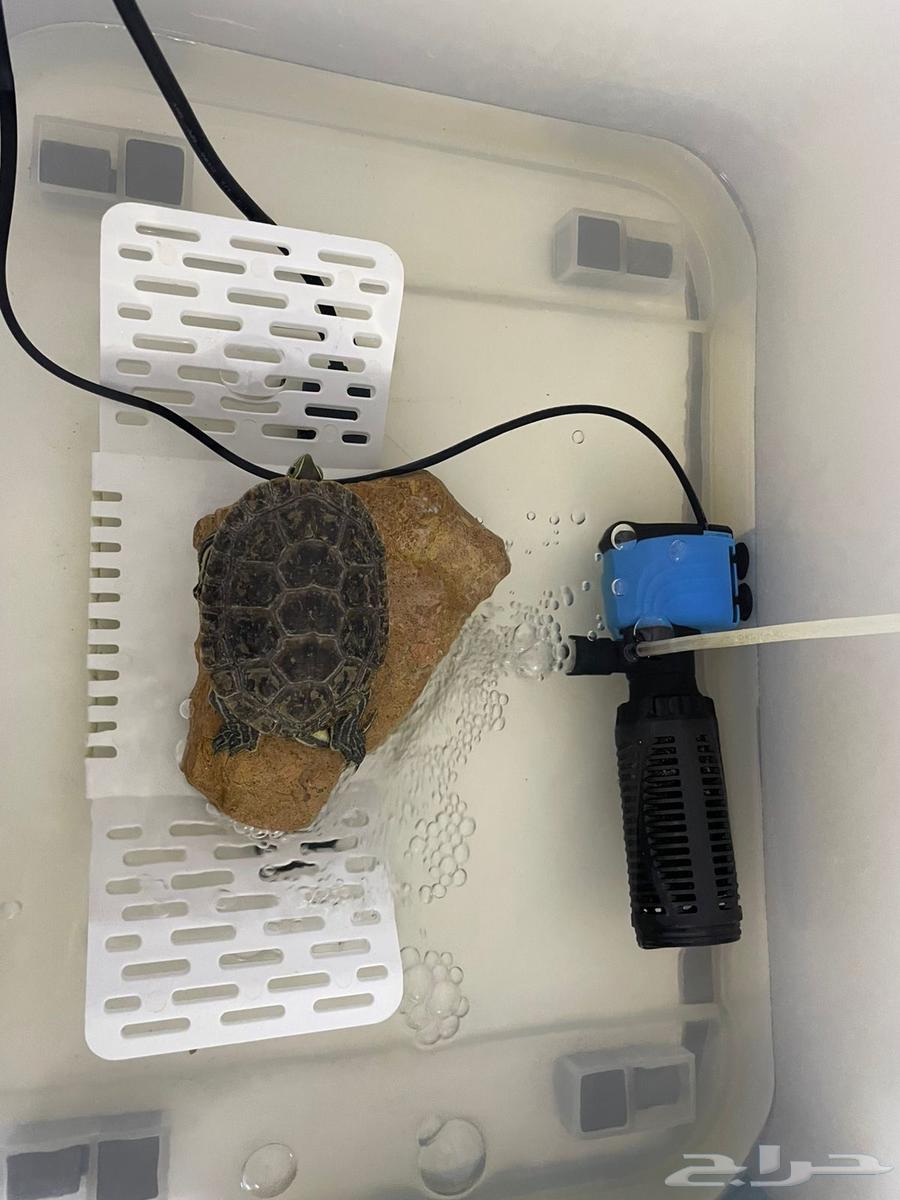 سلحفاه للبيع64423276531201110