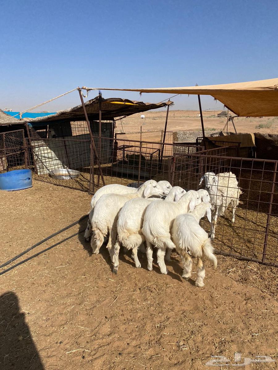 بهم حري تم البيع64422286742657110