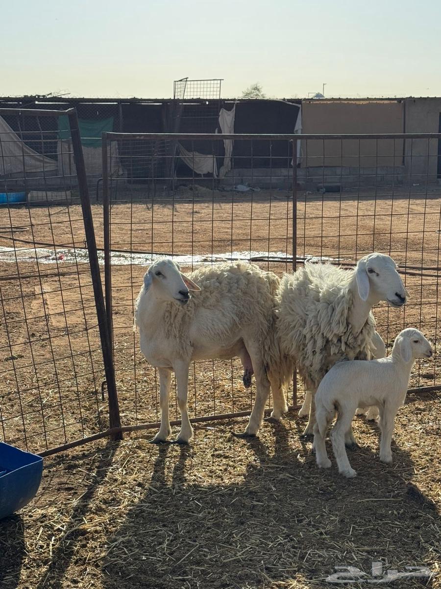 للبيع حريات ثنوات مواليد64421513227905112