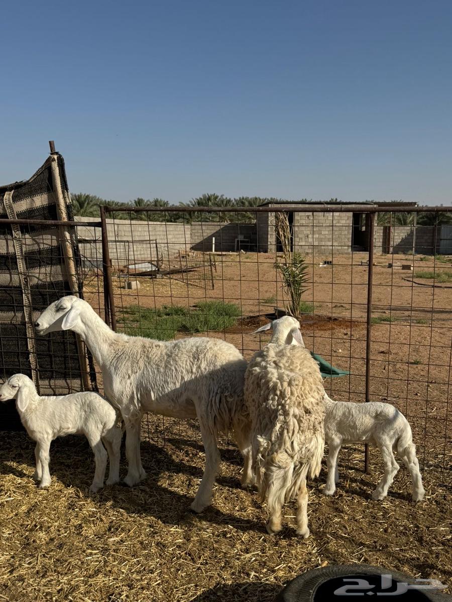 للبيع حريات ثنوات مواليد64421513227905110