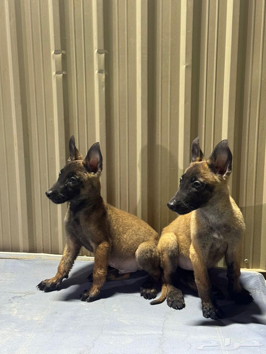 جراوي مالينو مستوى توب64425502496387110