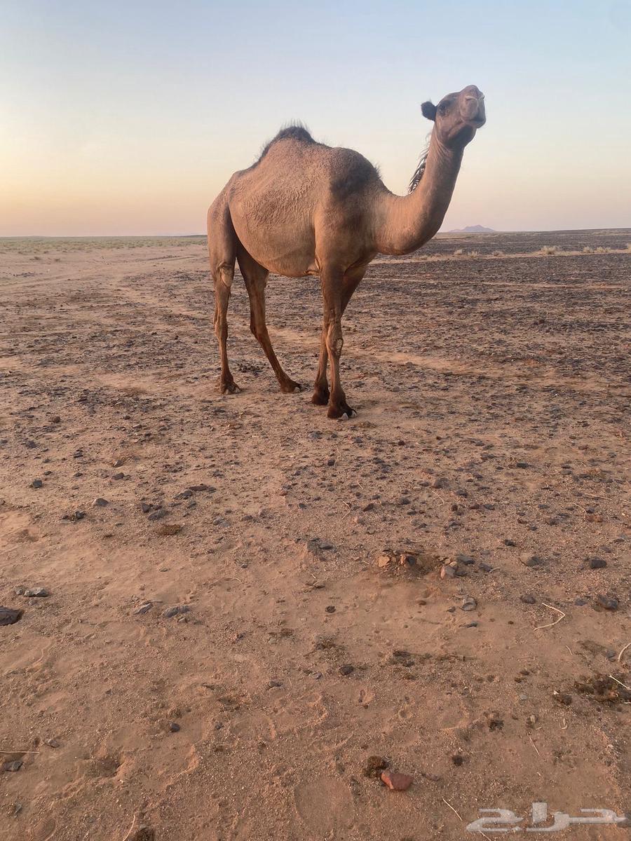 بكره للبيع64423038071682112