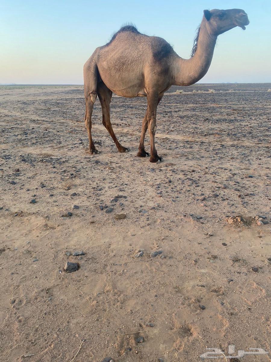 بكره للبيع64423038071682114