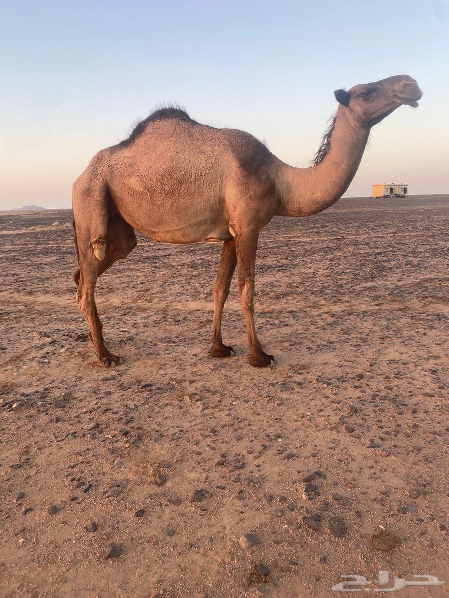 بكره للبيع64423038071682110