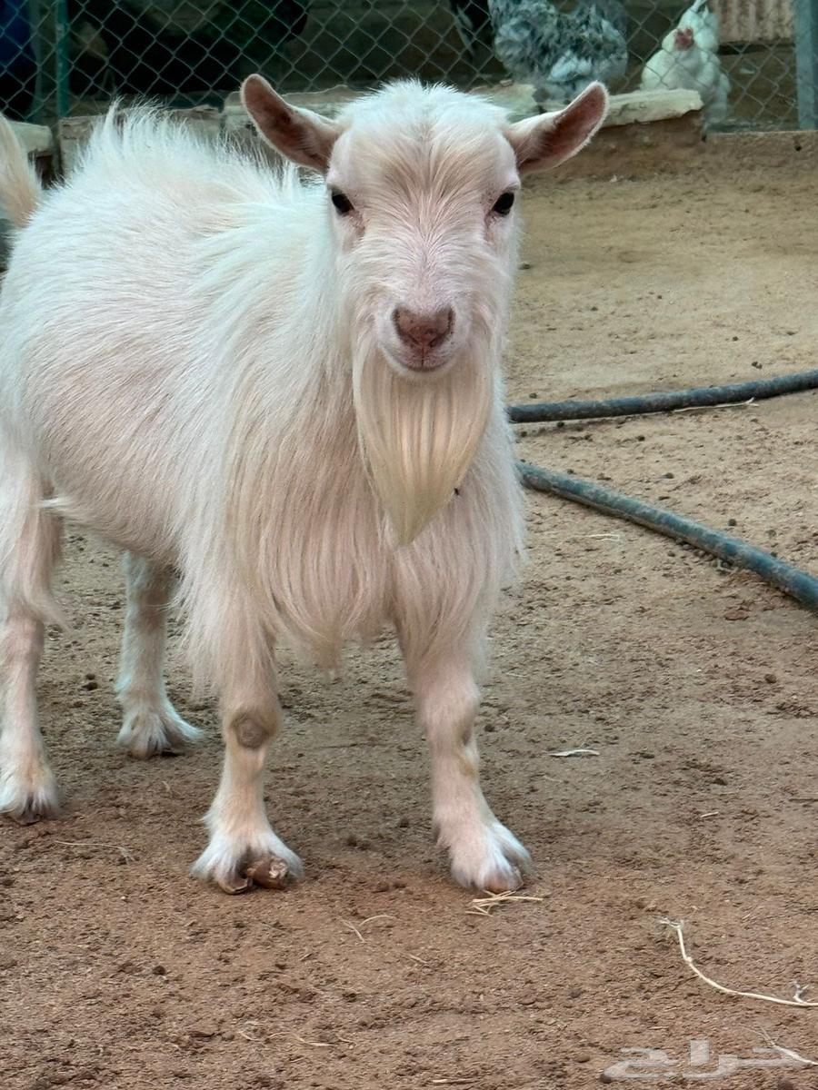 Al-Mazahimiah Nassah64420688575106110