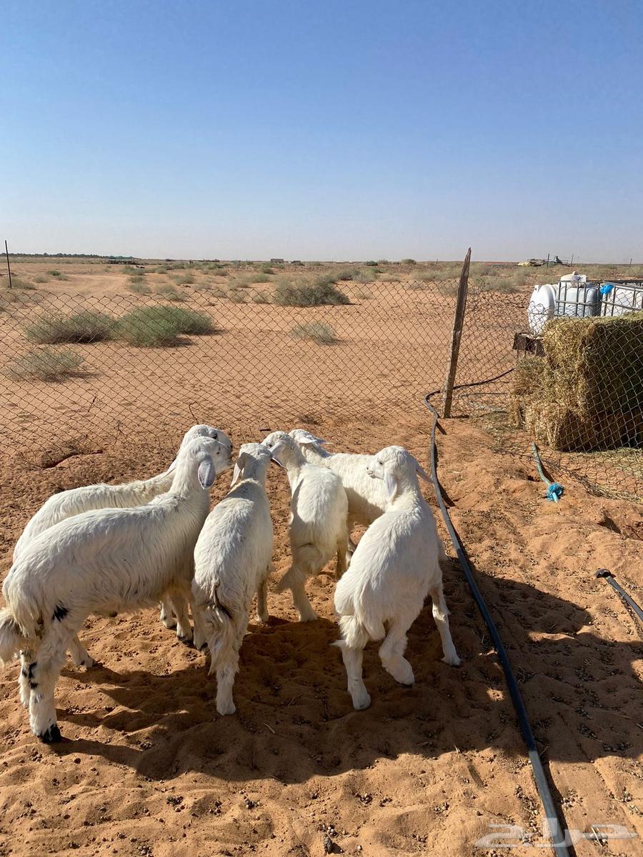 بهم حري تم البيع64422286742657111