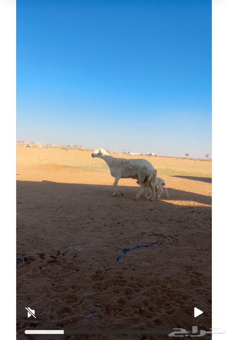 رخل ثنيه متاومه64423381891203110