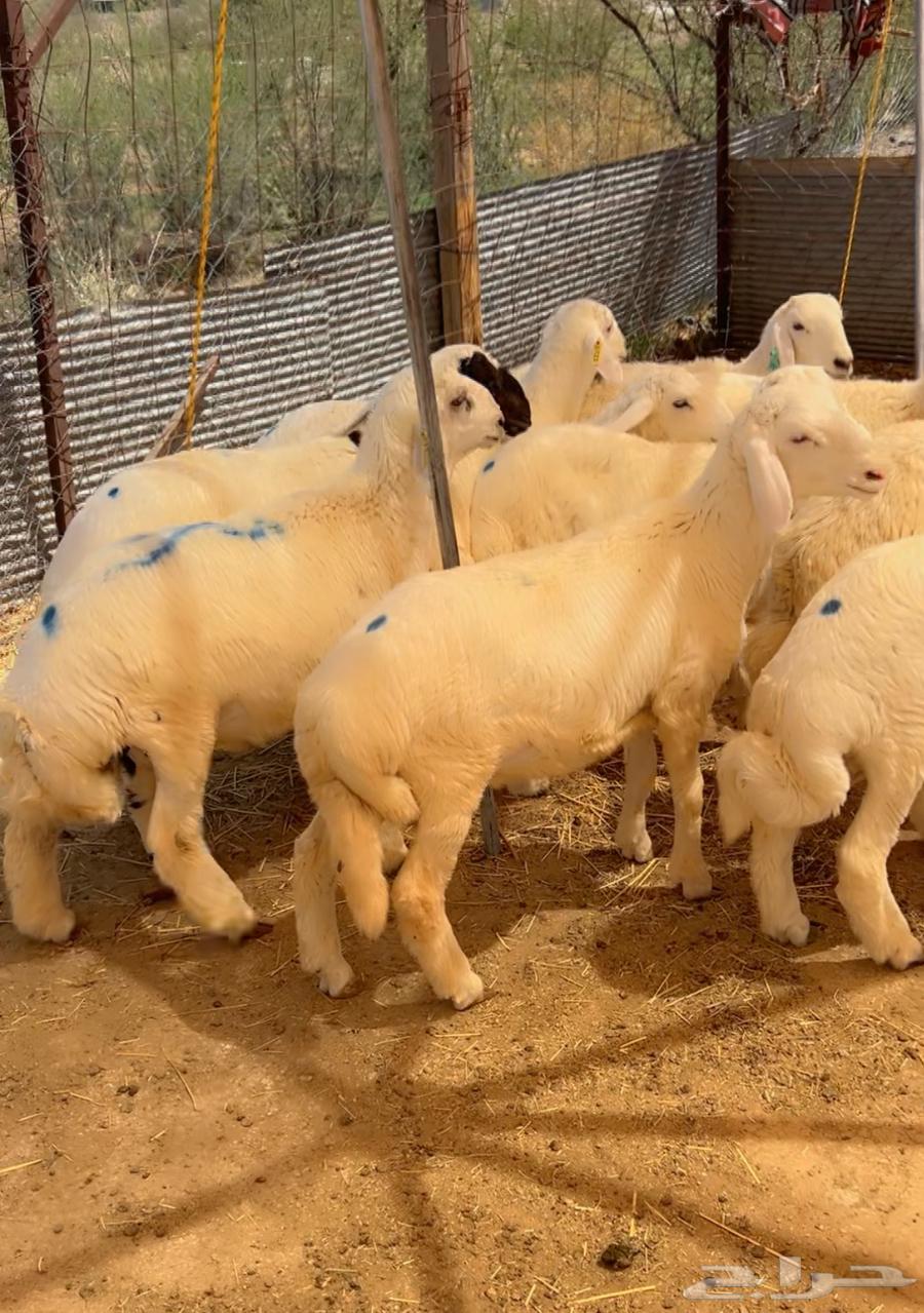 بهم تربية هرفي للبيع64424199163650114