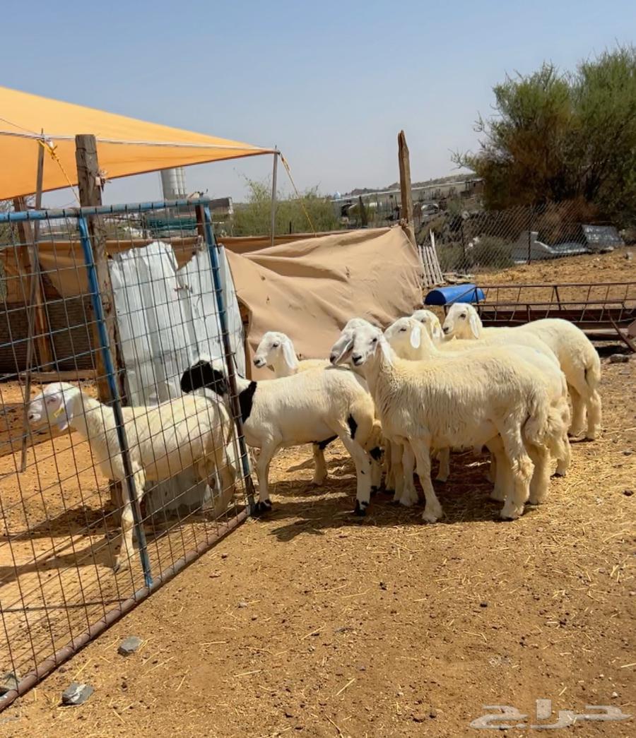 بهم تربية هرفي للبيع64424199163650112