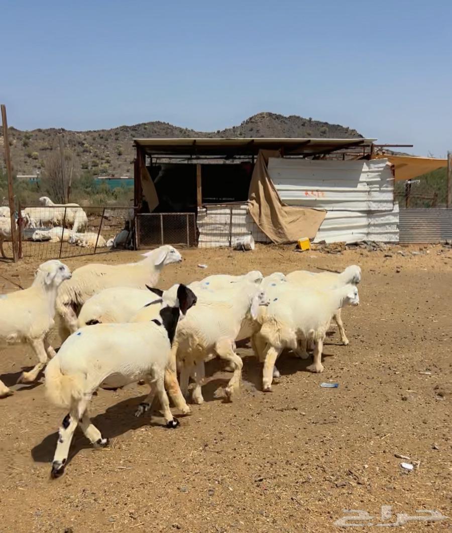 بهم تربية هرفي للبيع64424199163650111